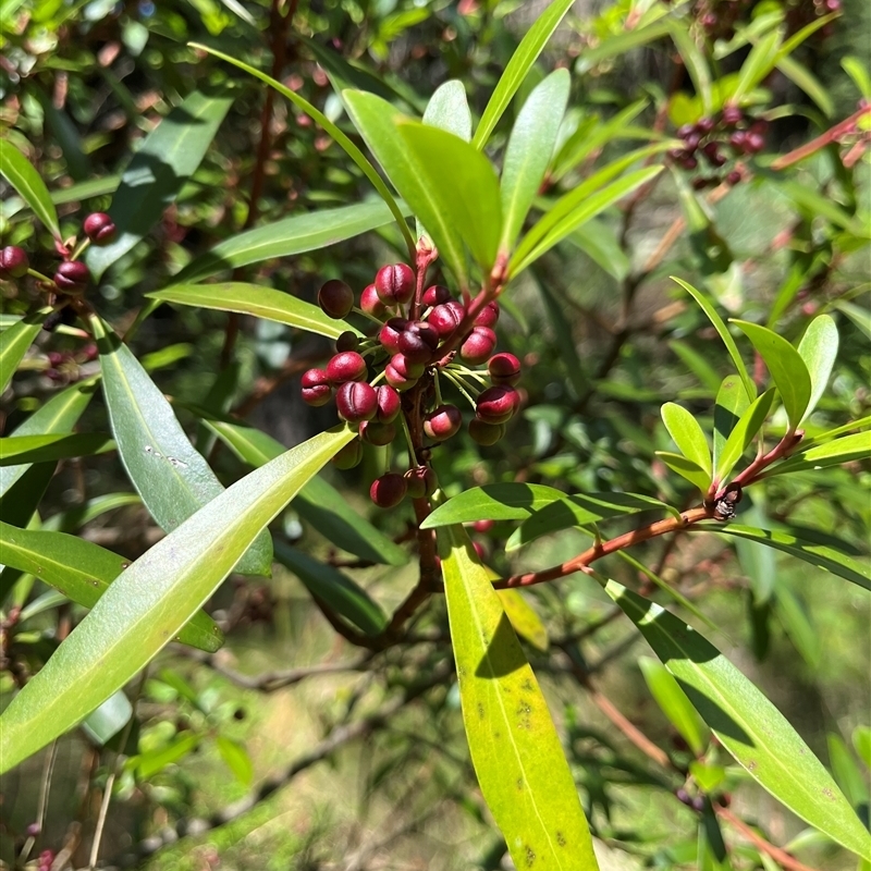 Tasmannia lanceolata