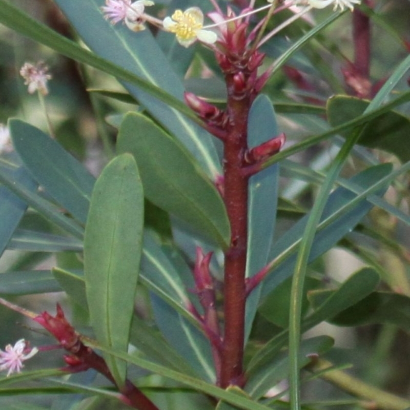 Tasmannia (Genus)