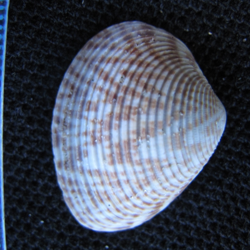 Black River Beach, Tasmania (D. Dedenczuk)