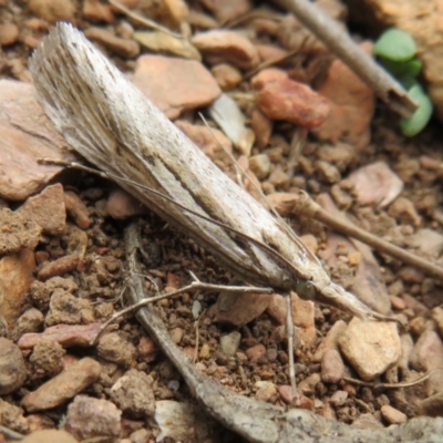Tawhitia pentadactylus