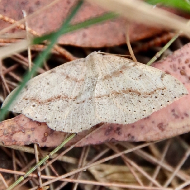 Taxeotis perlinearia