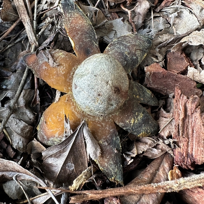 Astraeus hygrometricus