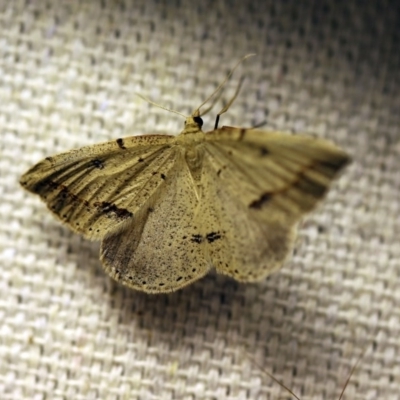 Taxeotis undescribed species nr epigaea