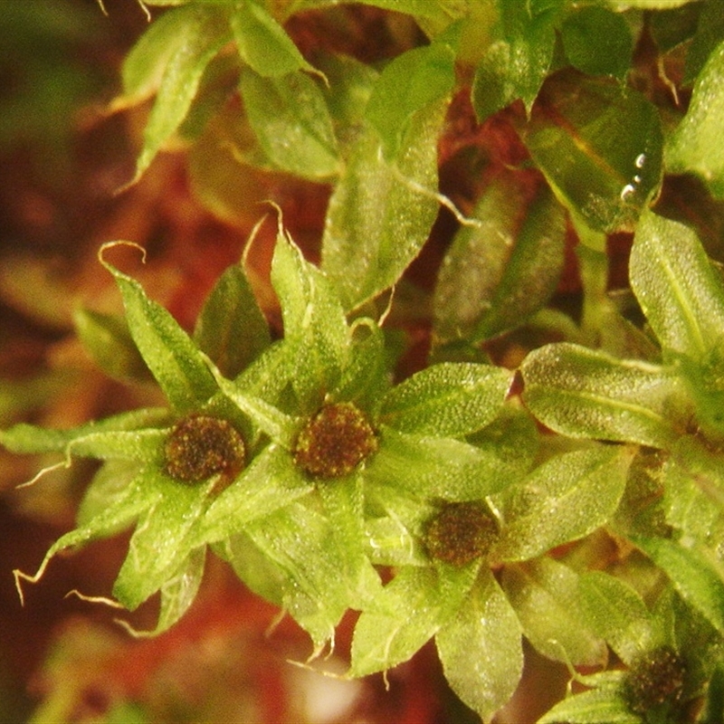 Tayloria octoblepharum