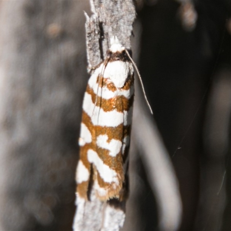 Technitis desmotana