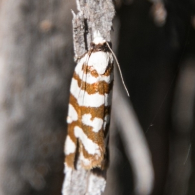 Technitis desmotana