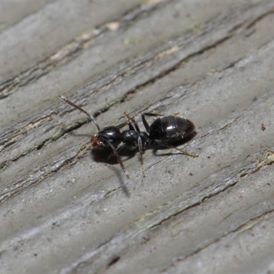 Technomyrmex sp. (genus)