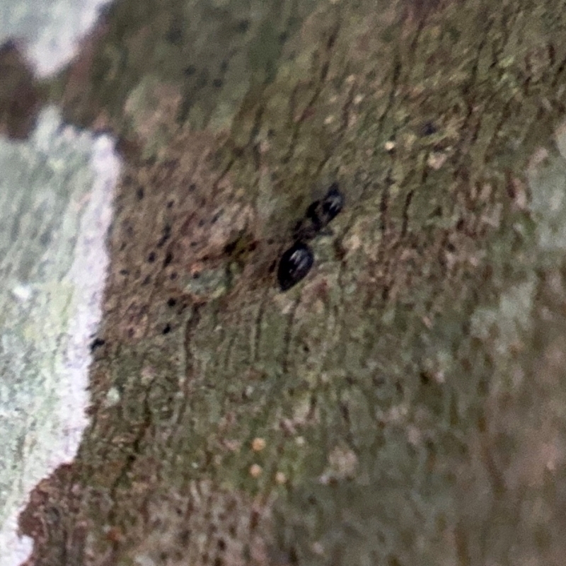 Technomyrmex sp. (genus)