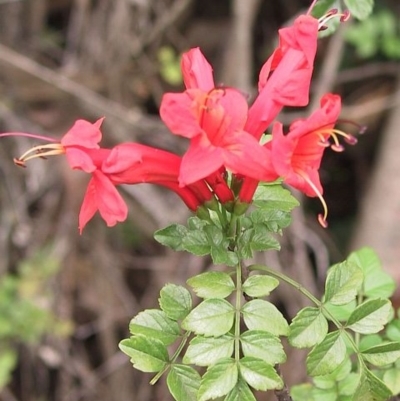 Tecoma capensis