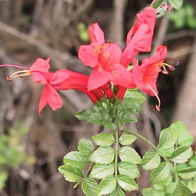 Tecoma capensis