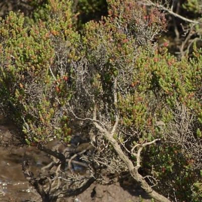 Tecticornia arbuscula