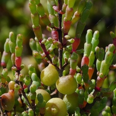 Tecticornia arbuscula