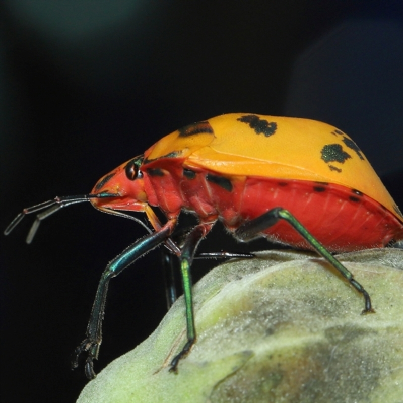 Tectocoris diophthalmus