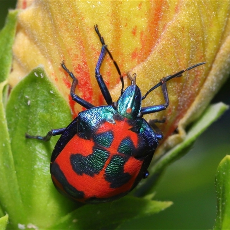 Tectocoris diophthalmus