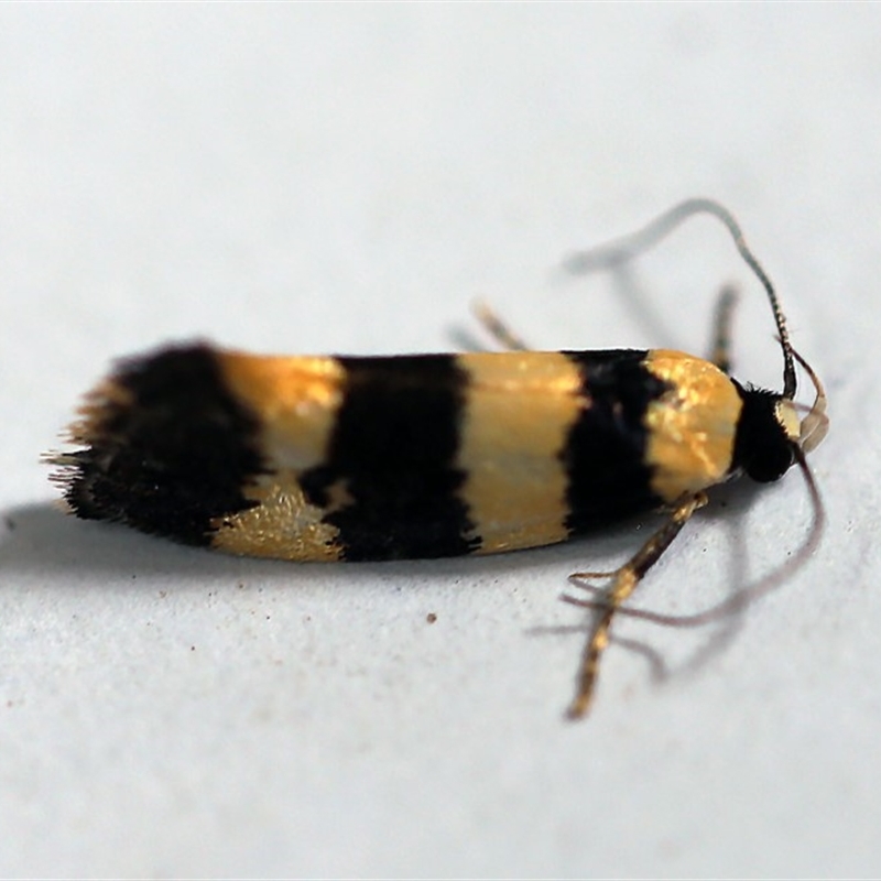 Telecrates melanochrysa