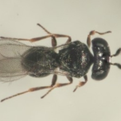 Telenomus sp. (genus)