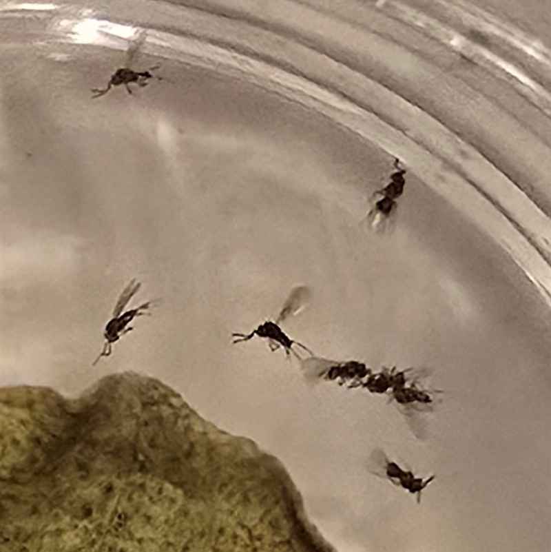 Telenomus sp. (genus)