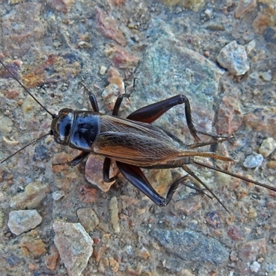 Teleogryllus commodus