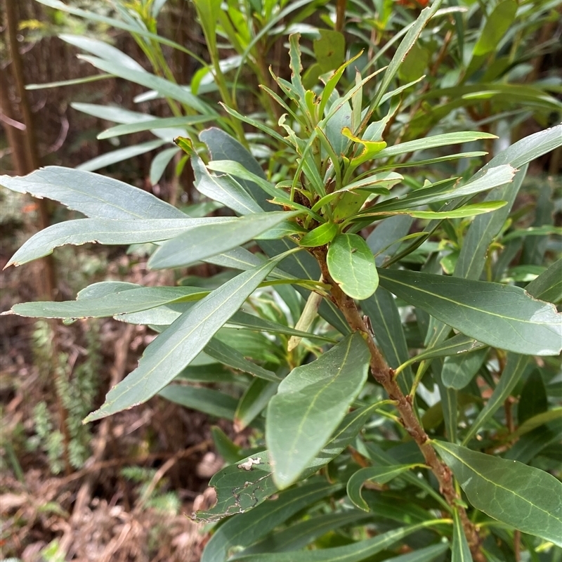 Telopea mongaensis