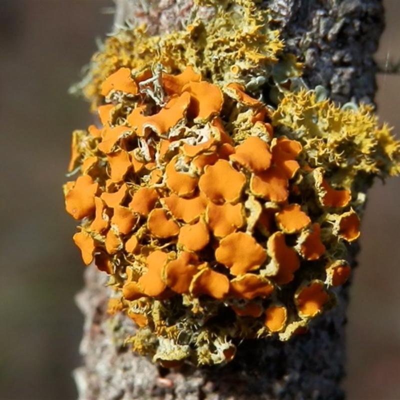 Teloschistes sp. (genus)