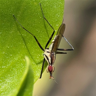 Telostylinus lineolatus