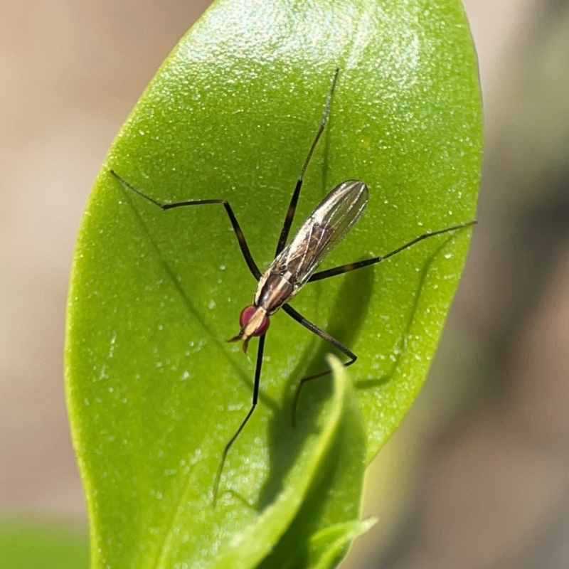 Telostylinus lineolatus