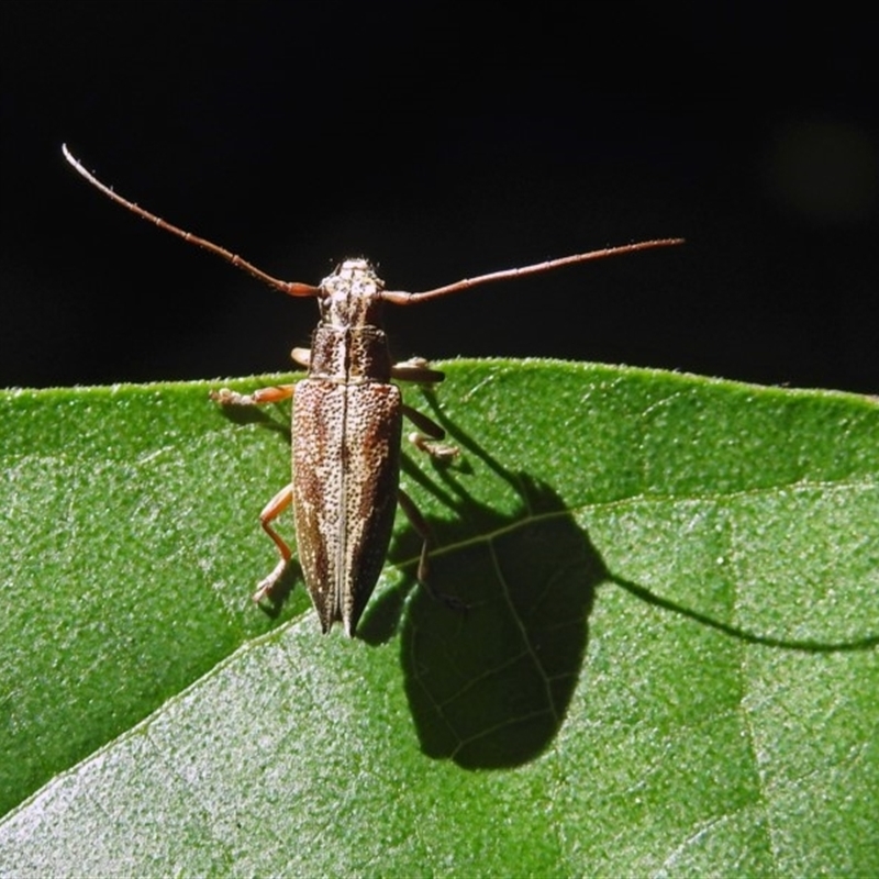 Temnosternus planiusculus