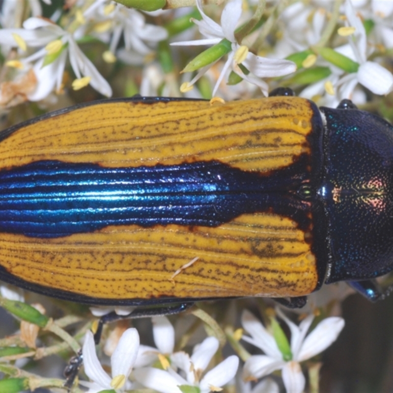 Temognatha suturalis