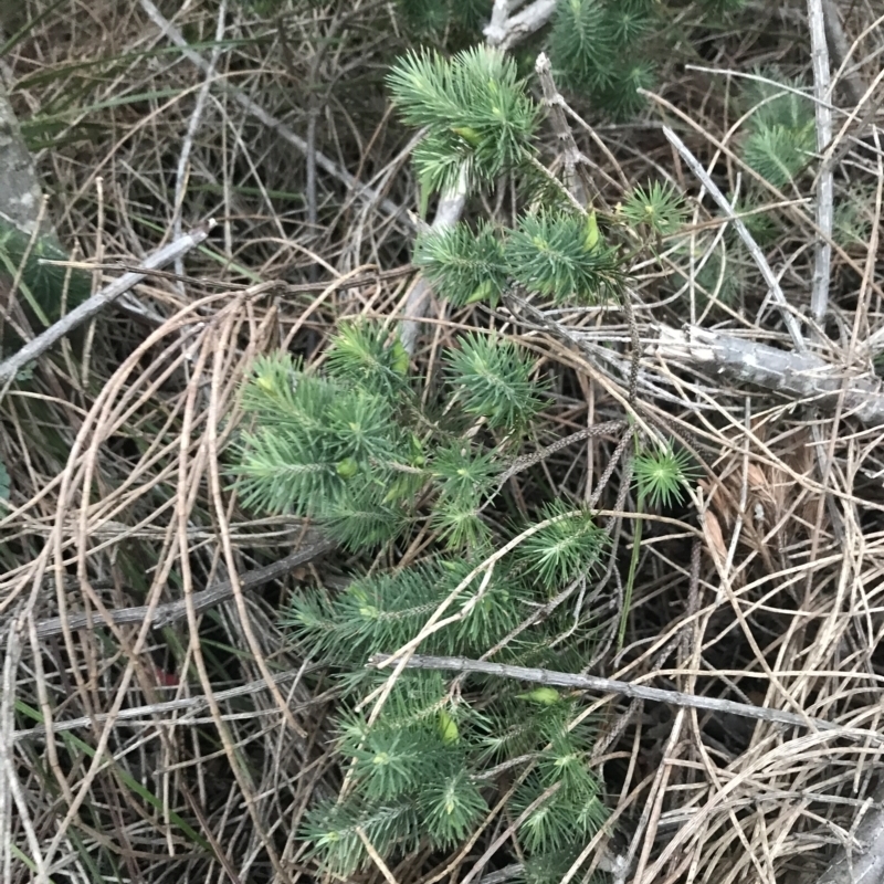 Astroloma pinifolium