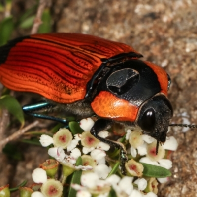 Temognatha thoracica