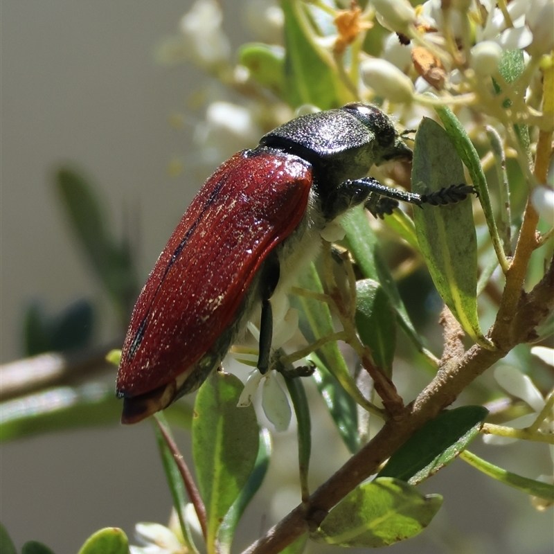 Temognatha variabilis