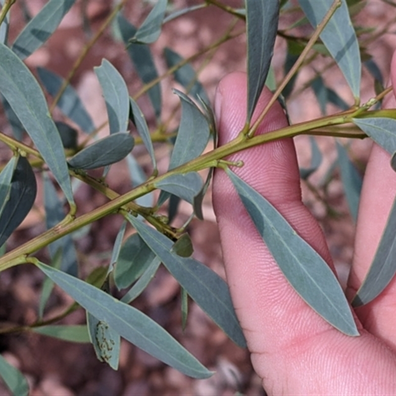 Acacia obtusata