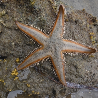 Astropecten vappa