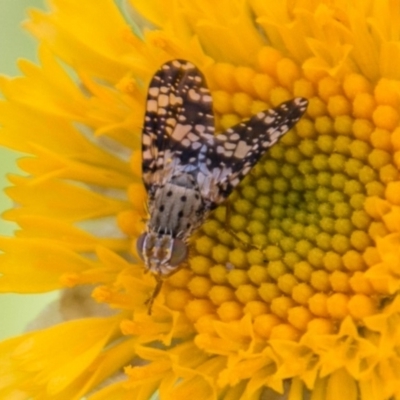 Tephritidae sp. (family)