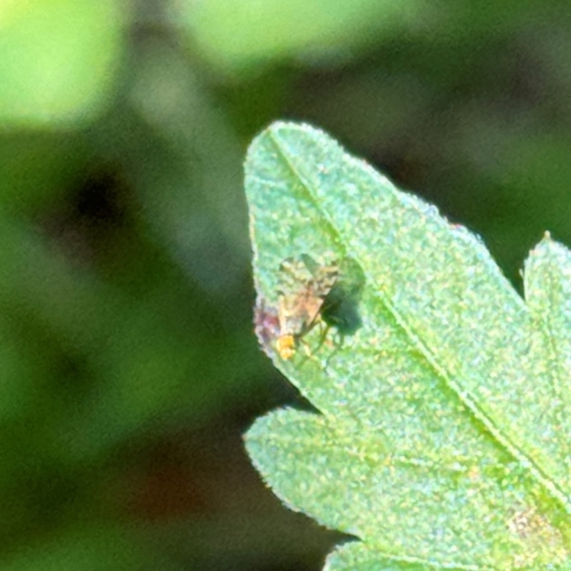 Tephritidae sp. (family)