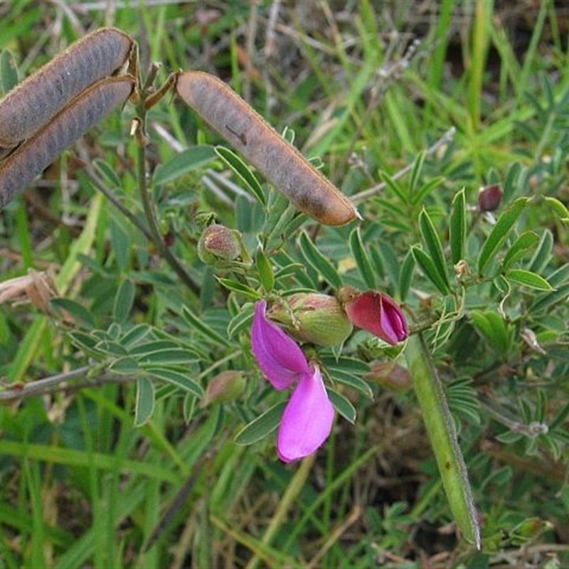 Tephrosia grandiflora