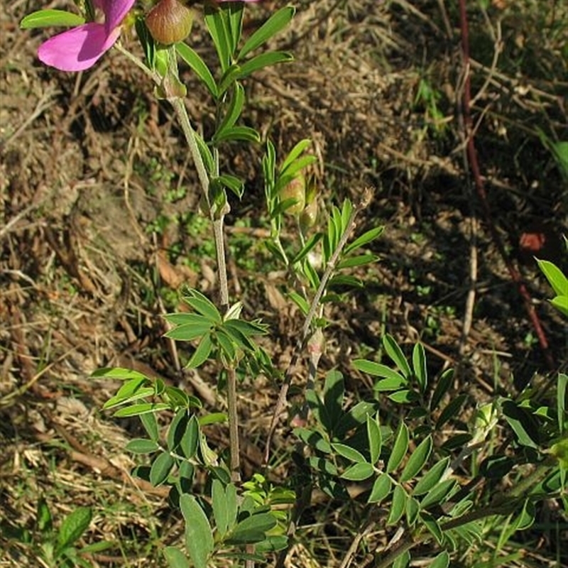 Tephrosia grandiflora