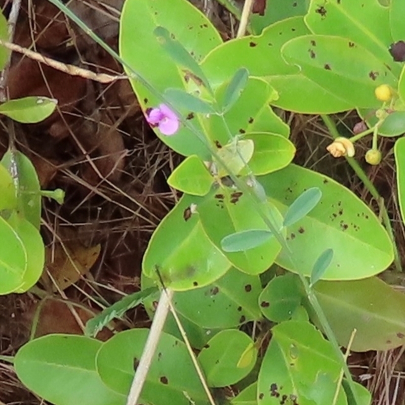 Tephrosia sp.