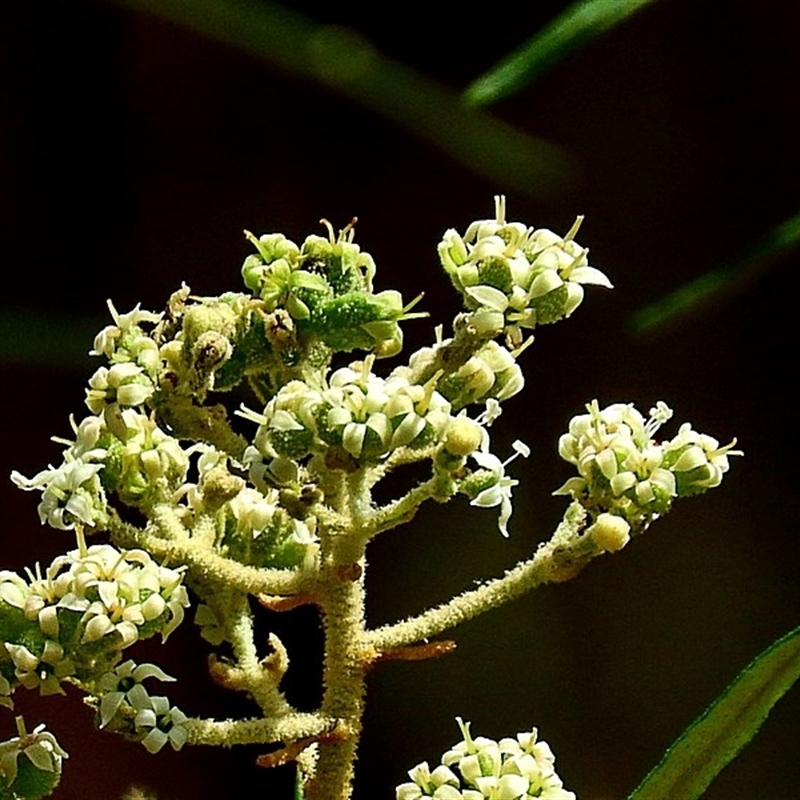 Astrotricha asperifolia