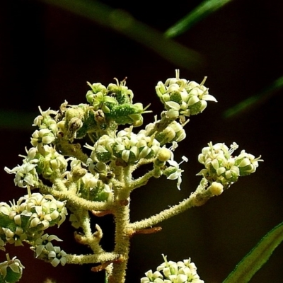 Astrotricha asperifolia subsp. Toolangi (N.G. Walsh 2177)