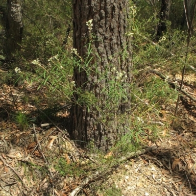 Astrotricha asperifolia subsp. Toolangi (N.G. Walsh 2177)