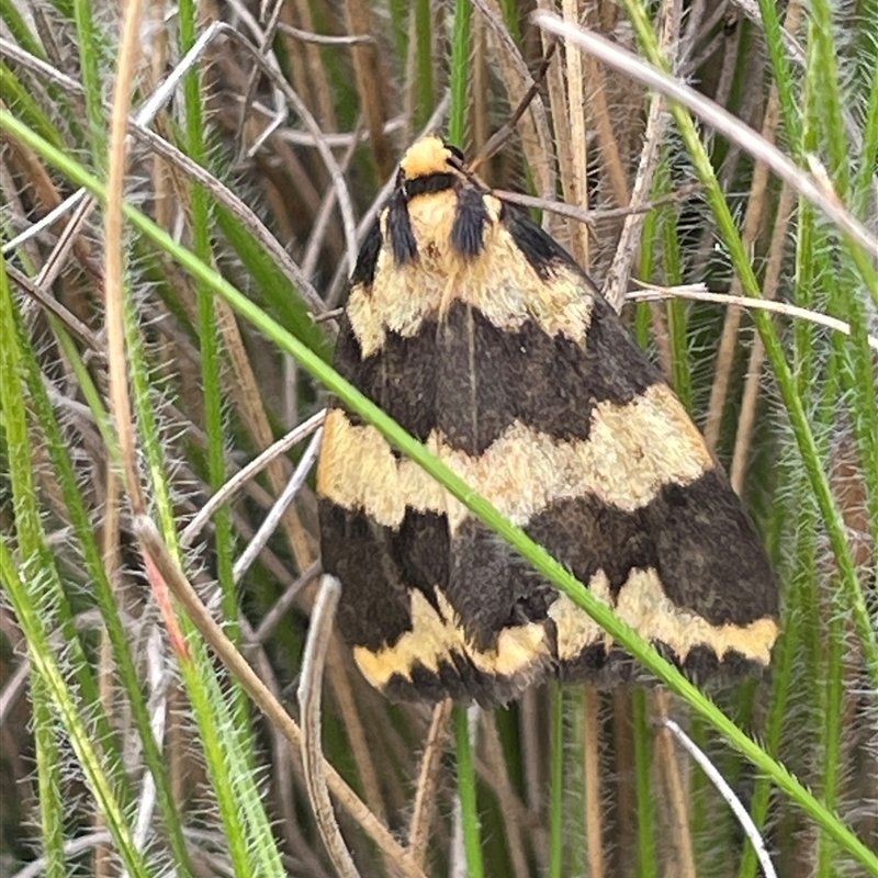 Termessa xanthomelas