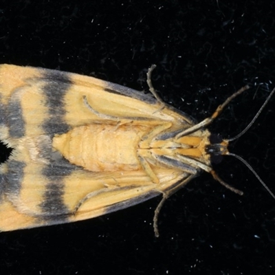 Underside male