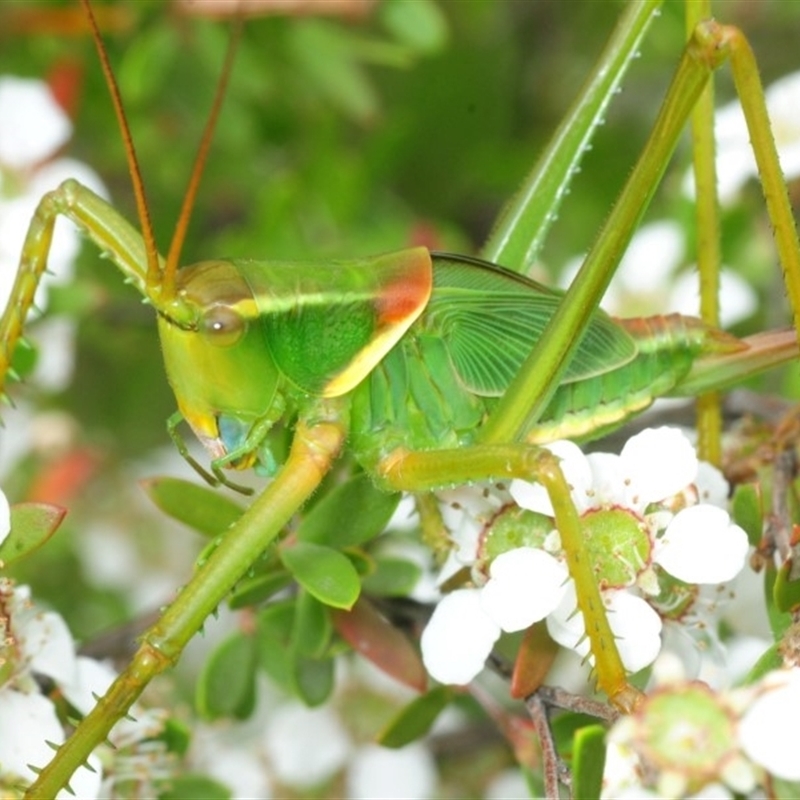 Terpandrus horridus