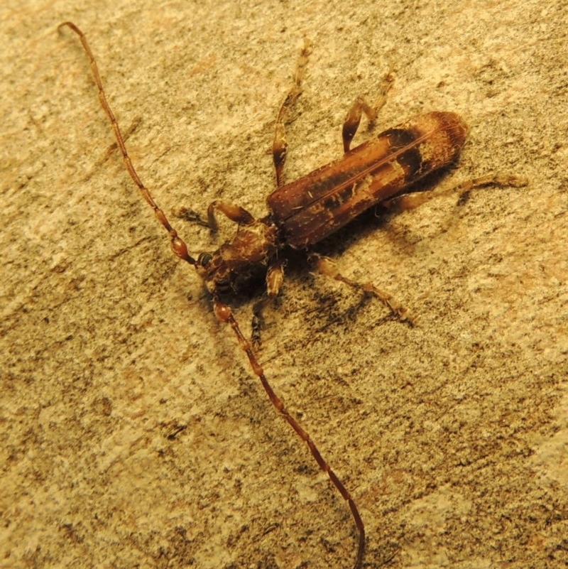 Tessaromma undatum