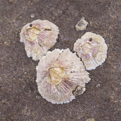 Tesseropora rosea