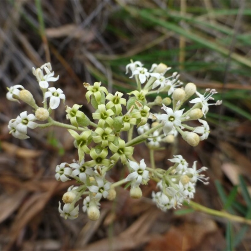 Astrotricha ledifolia