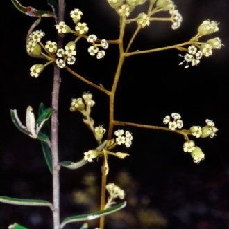 Astrotricha ledifolia