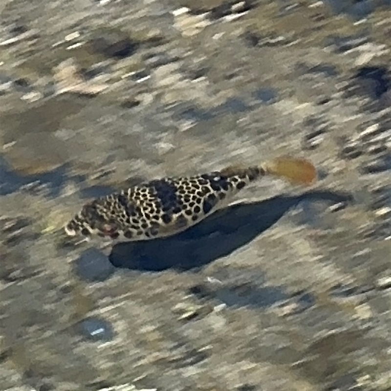 Tetractenos glaber