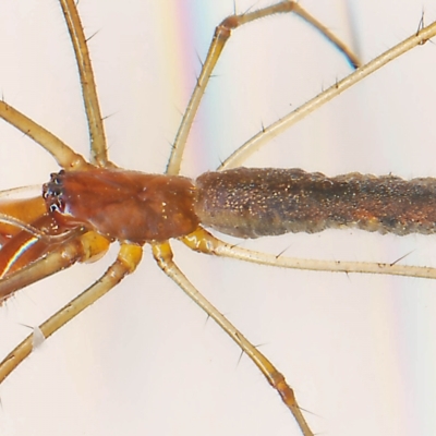 Tetragnatha nitens